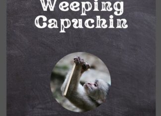 Weeping Capuchin