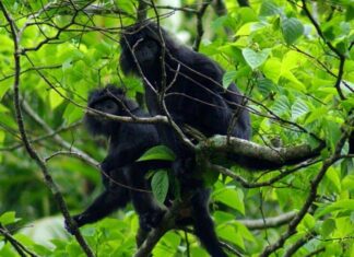 West Javan Langur