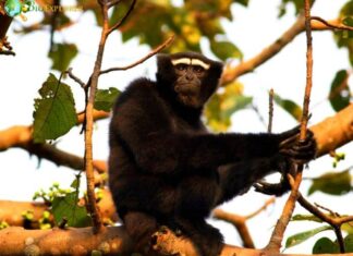 Western Hoolock Gibbon