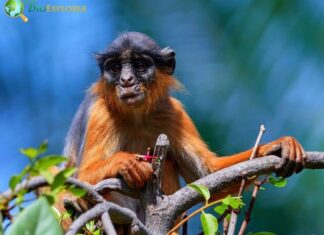 Western Red Colobus