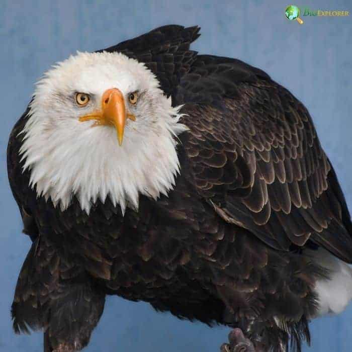 What Defines Eagles? What Defines Eagles?