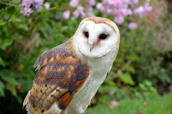 What do barn owls eat? What do barn owls eat?