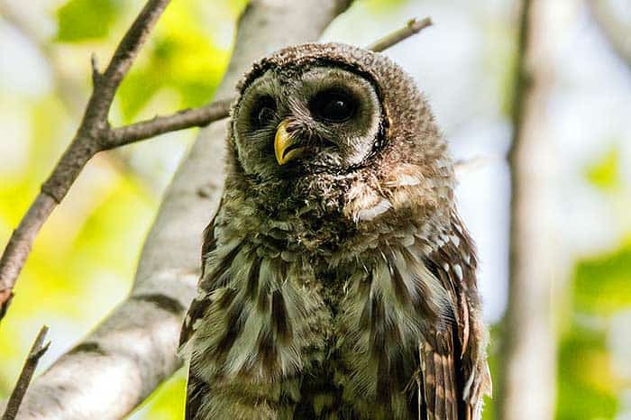 What do barred owls eat? What do barred owls eat?