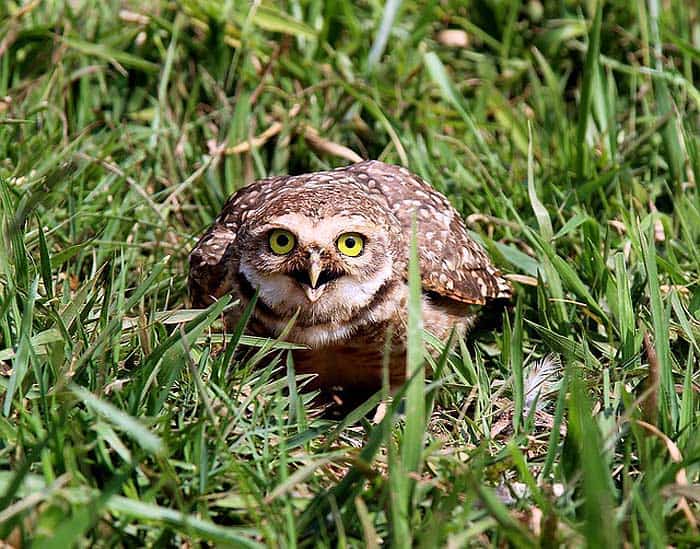 What do borrowing owls eat? What do borrowing owls eat?
