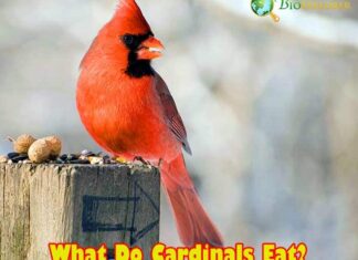 What Do Cardinals Eat?