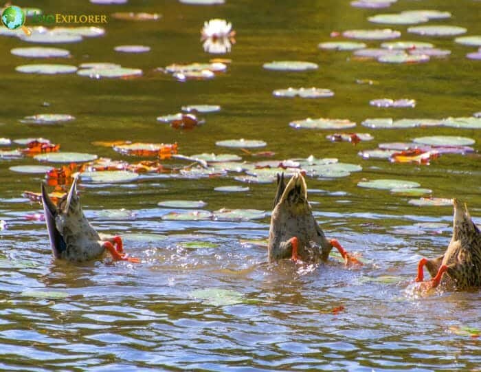 What Do Diving Ducks Eat? What Do Diving Ducks Eat?