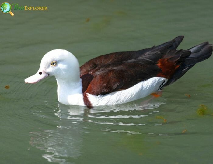 What Do Goose Like Ducks Eat? What Do Goose Like Ducks Eat?