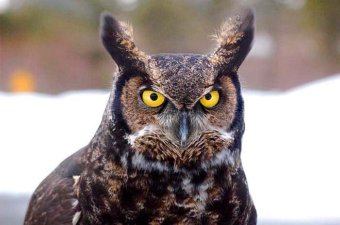 What do great-horned owls eat? What do great-horned owls eat?