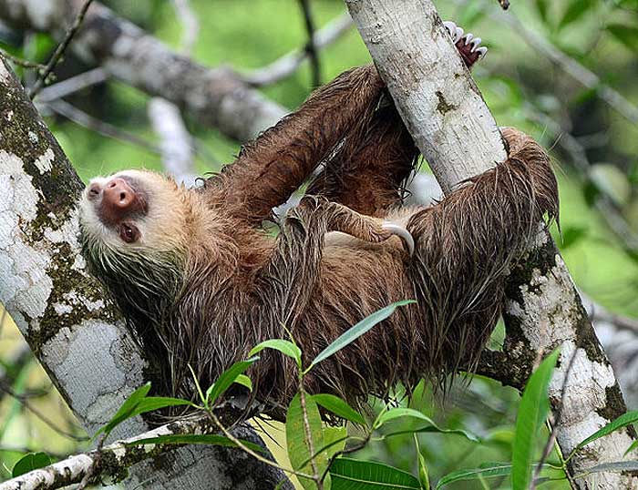 What do Hoffmanns two-toed sloths eat? What do Hoffmanns two-toed sloths eat?