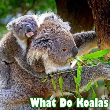 What Do Koalas Eat?