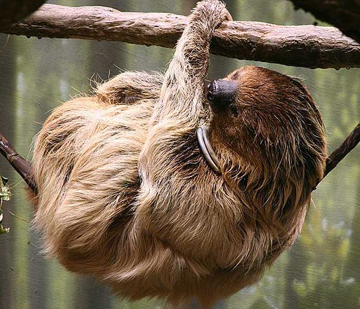 What do Linnaeaus two-toed sloths eat? What do Linnaeaus two-toed sloths eat?