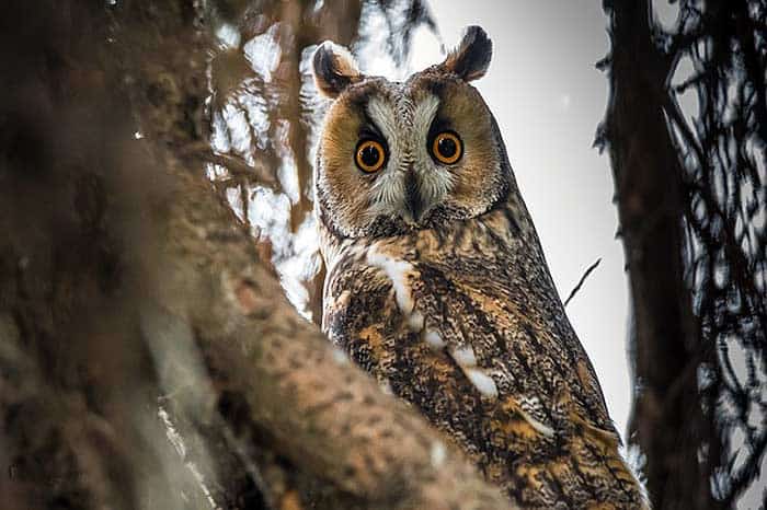 What do long-eared owls eat? What do long-eared owls eat?