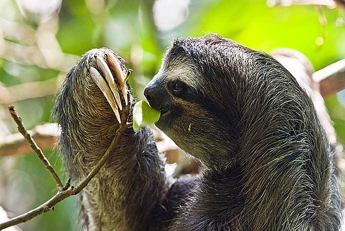 What do maned three-toed sloths eat? What do maned three-toed sloths eat?