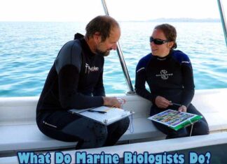 What Do Marine Biologists Do?