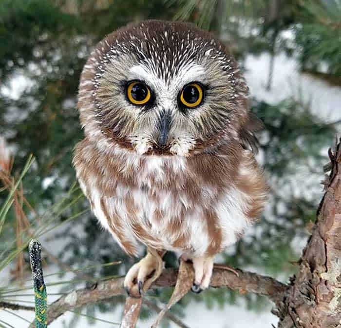 What do Northern Saw Whet owls eat? What do Northern Saw Whet owls eat?