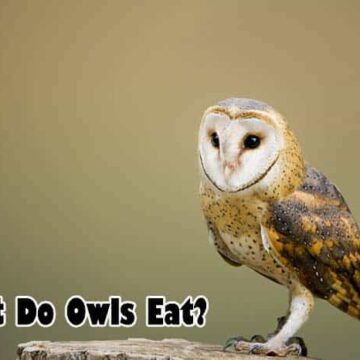 What do owls eat?