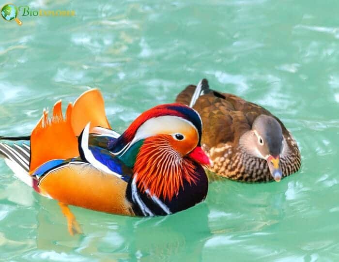 What Do Perching Ducks Eat? What Do Perching Ducks Eat?