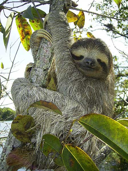 What do pygmy three-toed sloths eat? What do pygmy three-toed sloths eat?