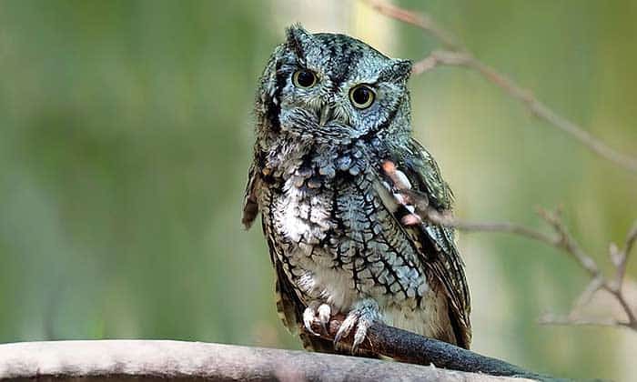 What do screech owls eat? What do screech owls eat?