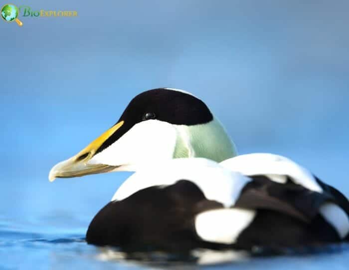 What Do Sea Ducks Eat? What Do Sea Ducks Eat?