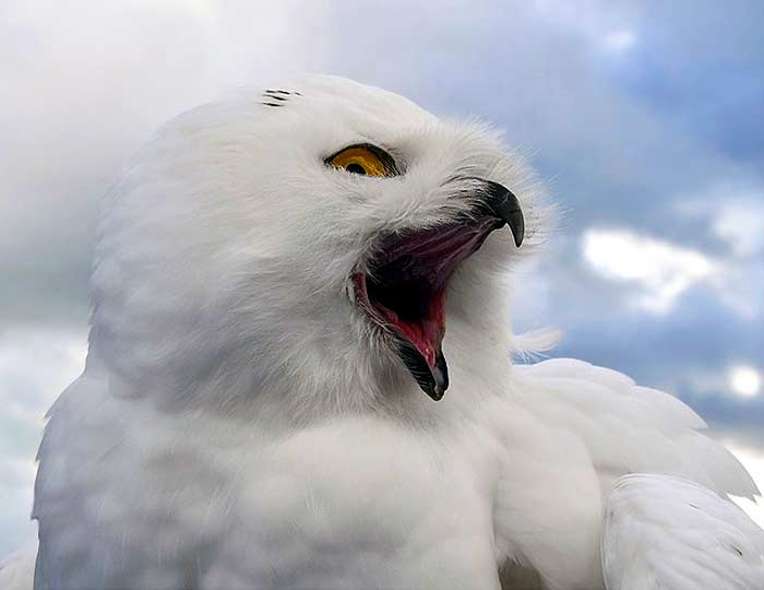 What do snowy owls eat? What do snowy owls eat?