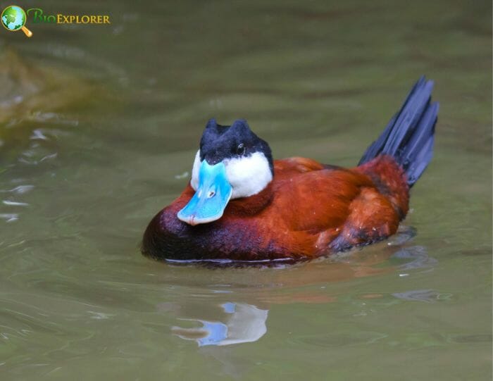 What Do Stiff Tailed Ducks Eat? What Do Stiff Tailed Ducks Eat?