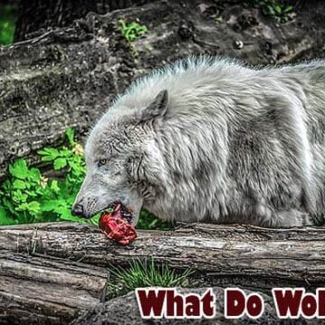 What do wolves eat?