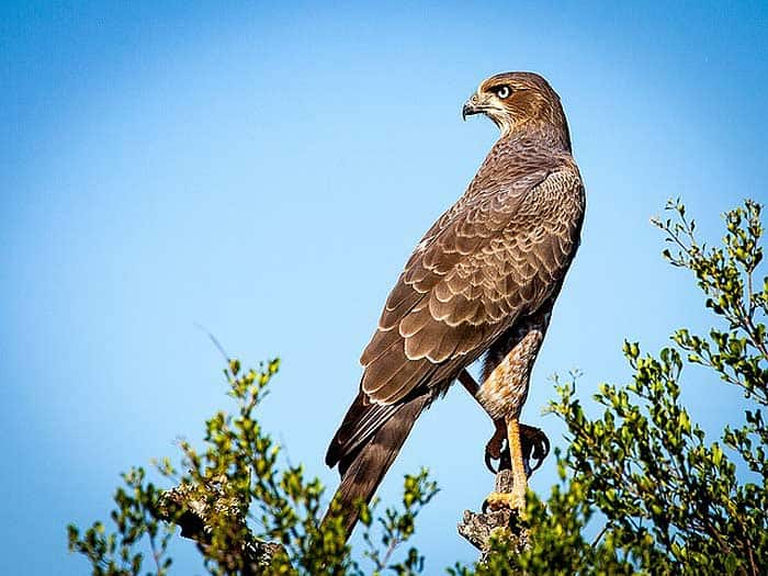 What eats owls? Falcons What eats owls? Falcons