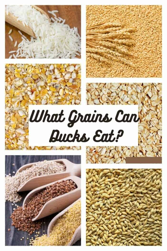 What Grains Can Ducks Eat? What Grains Can Ducks Eat?