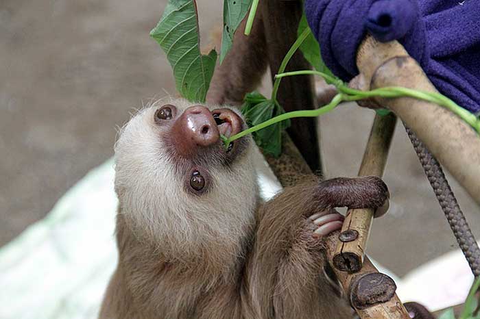 When do sloths eat? When do sloths eat?