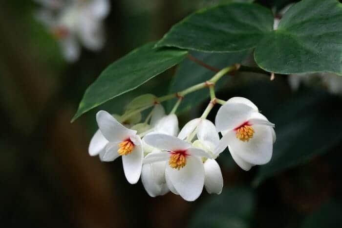 White Begonia Flower White Begonia Flower
