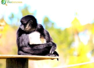 White-bellied Spider Monkey