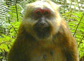 White-Cheeked Macaque