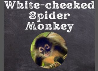 White-cheeked Spider Monkey