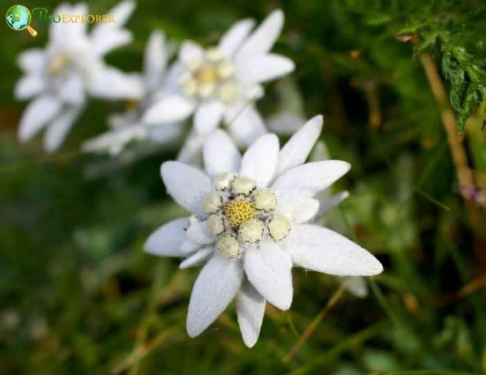 White Edelweiss Flowers White Edelweiss Flowers