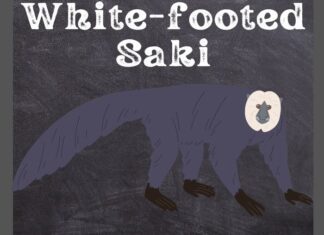 White-footed Saki