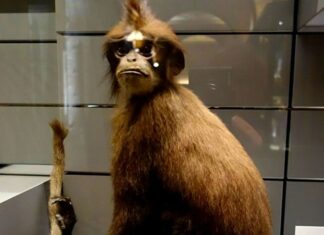 White-fronted Langur