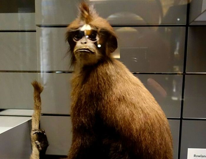 White-fronted Langur