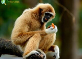 Lar Gibbon