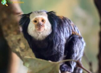 White-Headed Marmoset