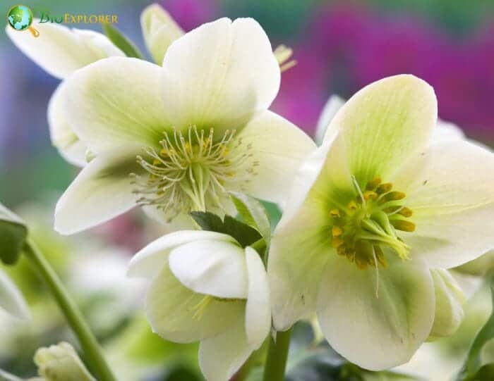 White Hellebore Flowers White Hellebore Flowers