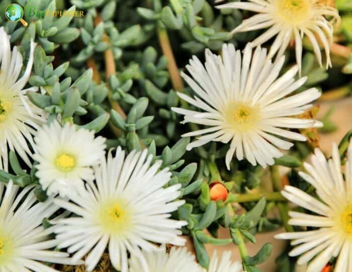 White Ice Plant Flowers White Ice Plant Flowers