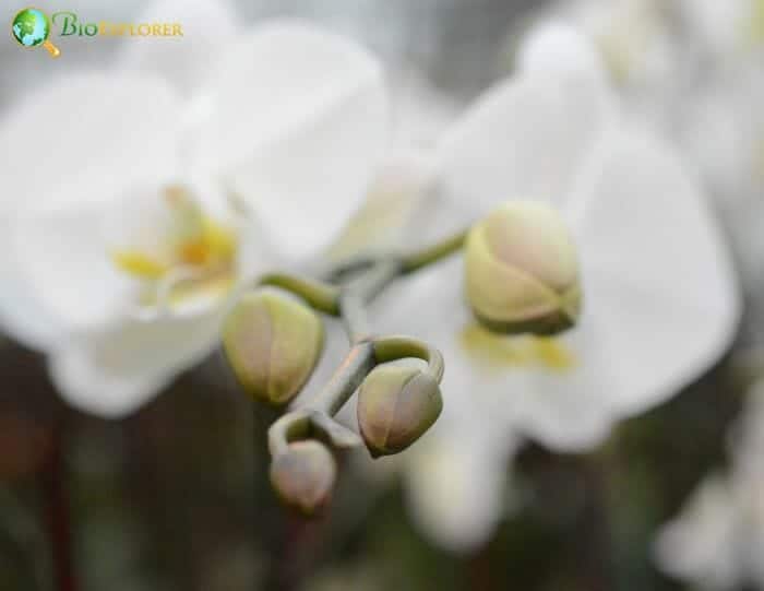 White Japheth Orchid Flowers White Japheth Orchid Flowers