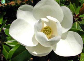 Magnolia