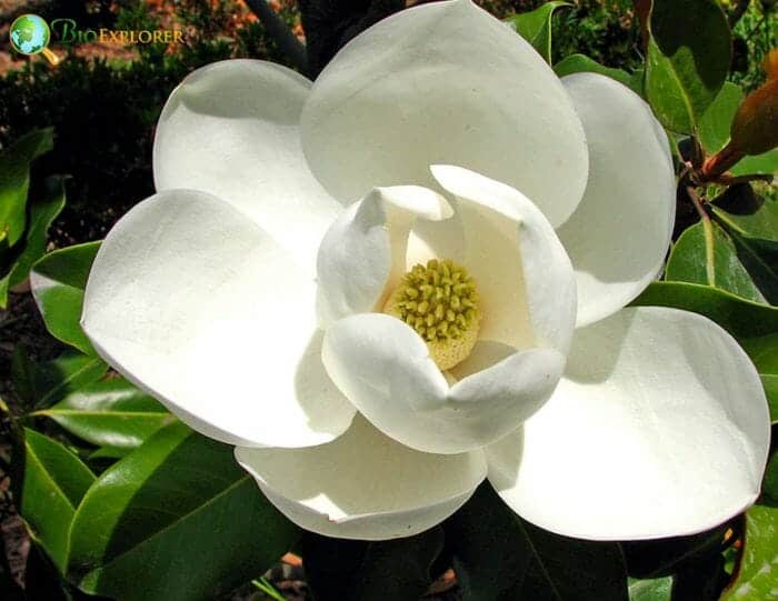 Magnolia