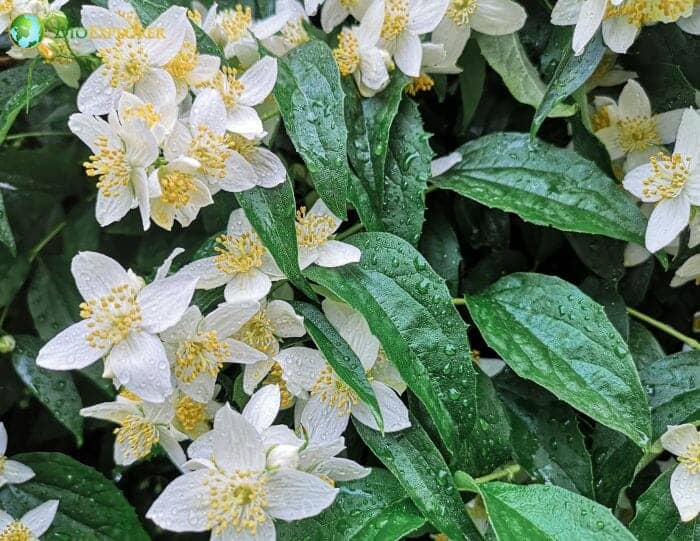 White Mock Orange Flowers White Mock Orange Flowers