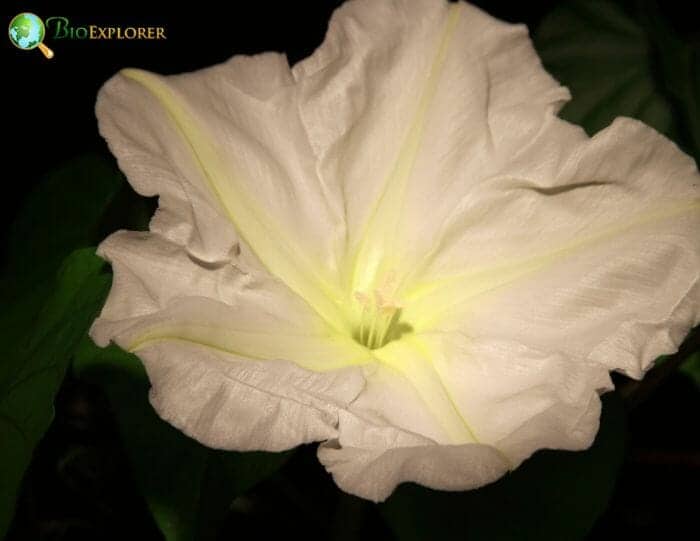 White Moonflower White Moonflower
