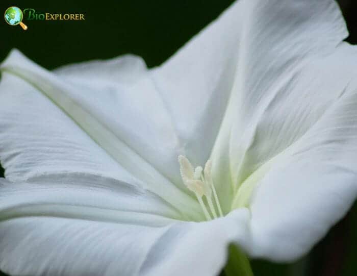 White Moonflowers White Moonflowers
