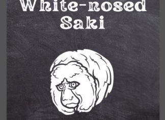 White-nosed Saki