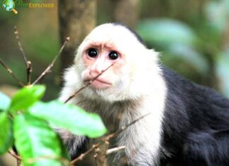 White-Throated Capuchin